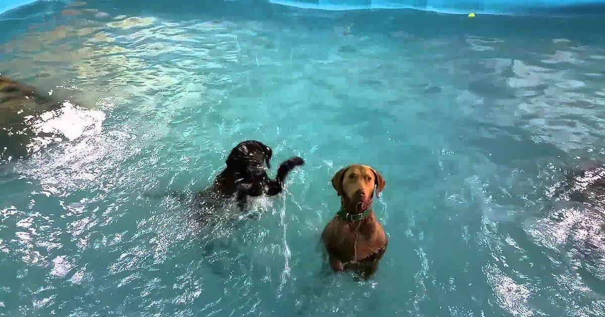 Two dogs, one black and one brown, are swimming in a pool with clear blue water.