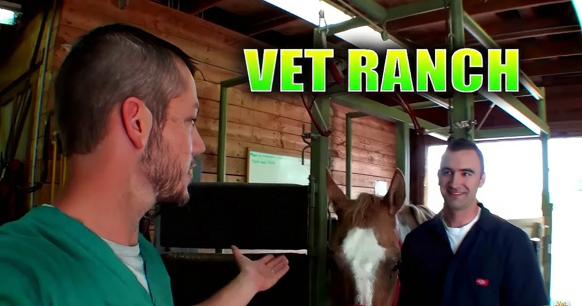 This Terrified Horse Was Only 700 Pounds When They Found Her, but That Was Just the Start...