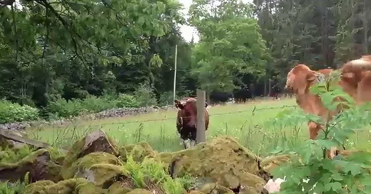 This Lovable Dog Has the Craziest Relationship With 3 Cows...