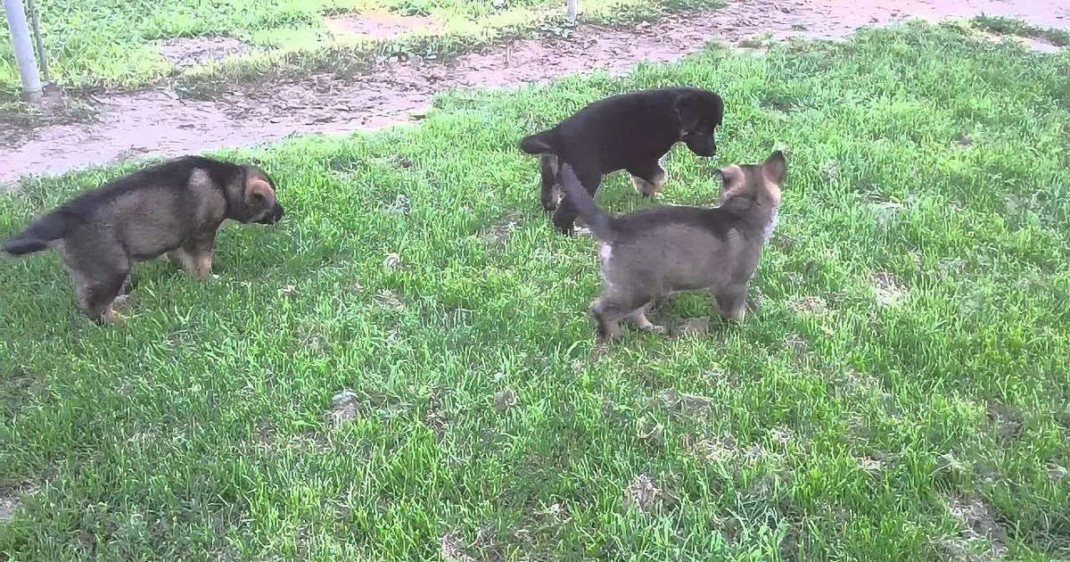 Two German Shepherd Puppies Are Munching on a Toy... Seconds Later, Watch Who Showed Up!