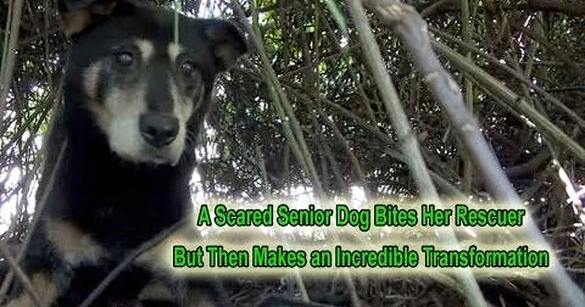 A scared senior dog with a black and tan coat is surrounded by bamboo, looking directly at the camera.
