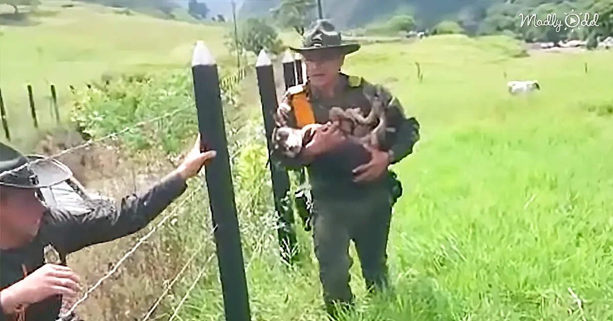 These Colombian Police Officers Risk Their Lives to Save Drowning Dog in Flash Flood