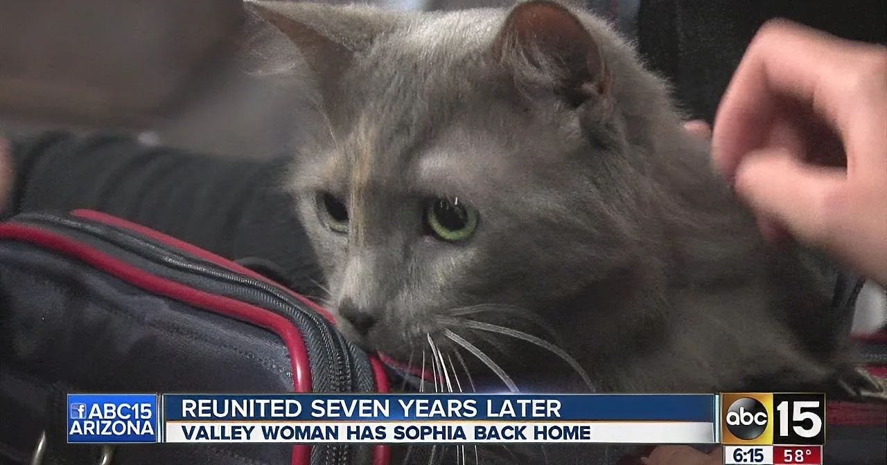 She Was Torn Apart When She Lost Her Cat. 7 Years Later, She Receives This Phone Call...