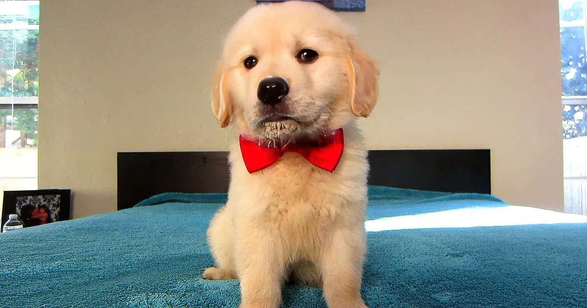 A golden retriever puppy wearing a red bow tie stands on a blue blanket indoors.