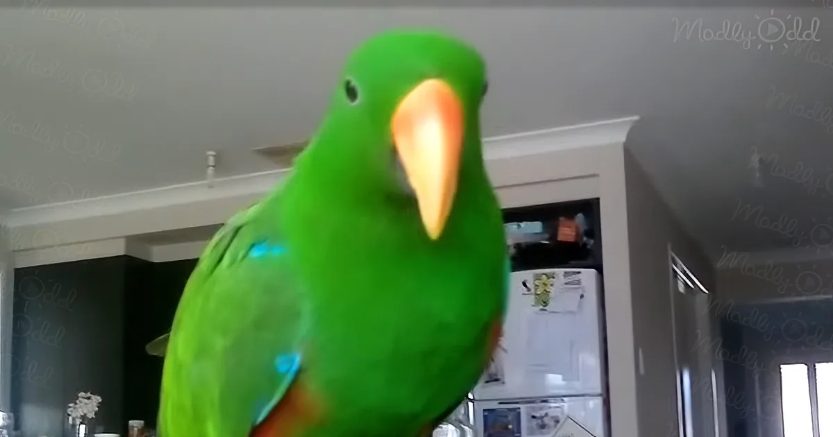 Milo the Parrot Starts Dancing on the Couch. Moments Later? No One Expected This!