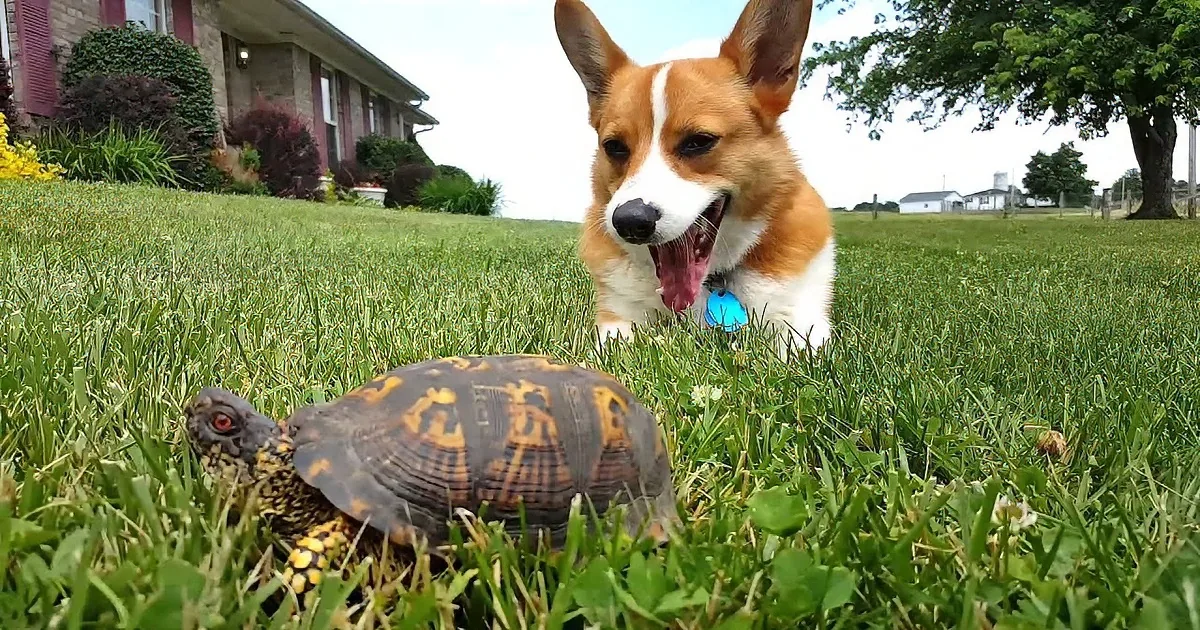 When You See What This Corgi Puppy Is Scared of, You''ll Be Cracking Up!