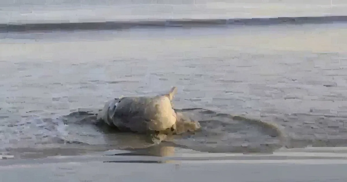 Pot-Bellied Pig Steps Right Into the Water. Now Watch What He Does at :19...Too Funny!