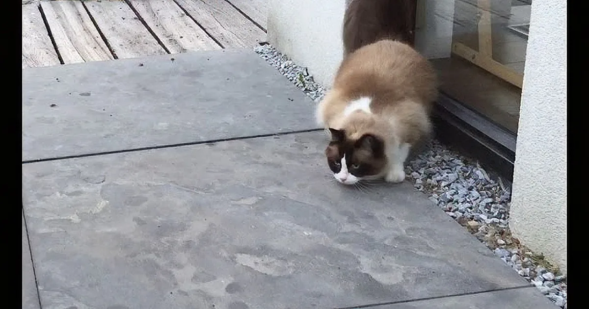 A cat with a white and brown coat stands on a stone patio near a glass door.