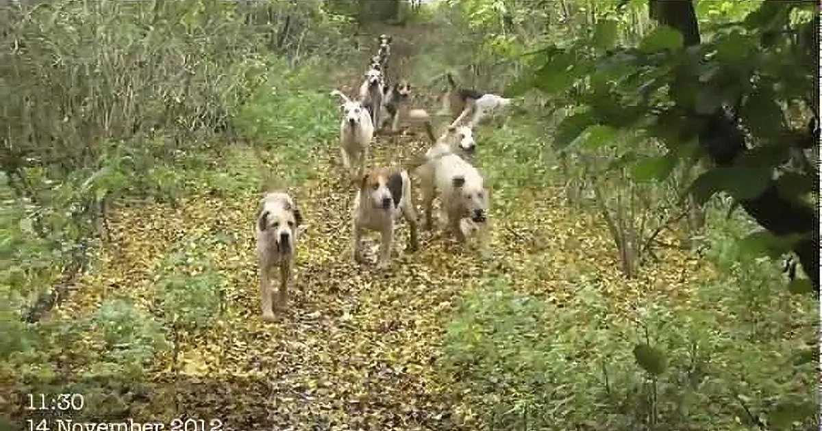 Malicious Men Tell Their Dogs to Kill a Fox--Until a Stranger Does the Impossible!