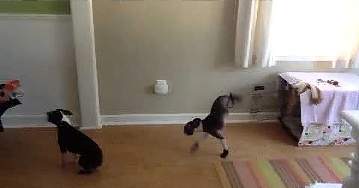 A cat chases a dog in a living room with a striped rug and furniture.