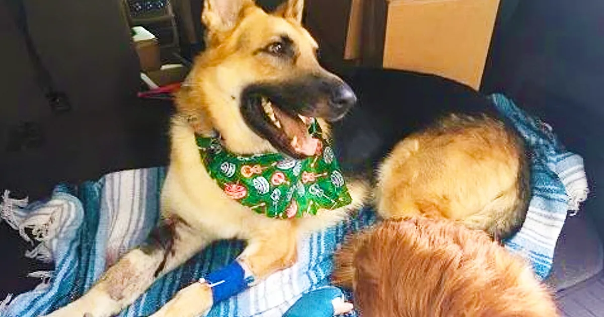 A happy German Shepherd wearing a green bandana sits on a blue and white blanket, looking content.