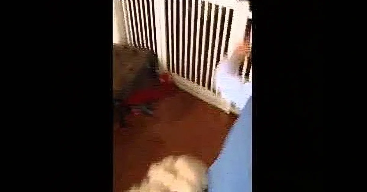 When This Boy Comes Home From School, His Dog Does Most Hilarious Thing!