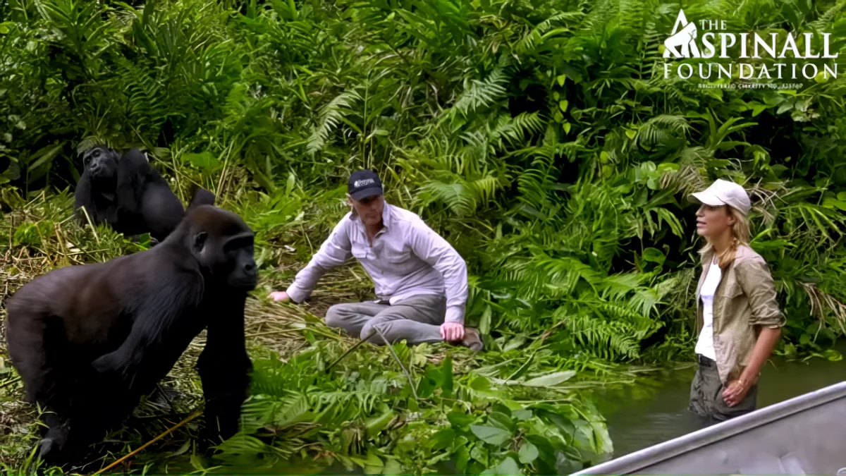 Man introduces gorilla to wife