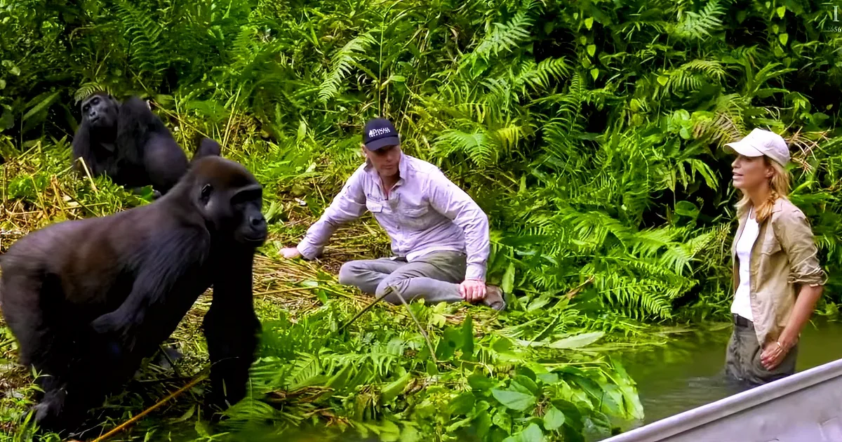 He Raised This Gorilla Like His Own Son, but Watch When He Introduces His Wife for the 1st Time