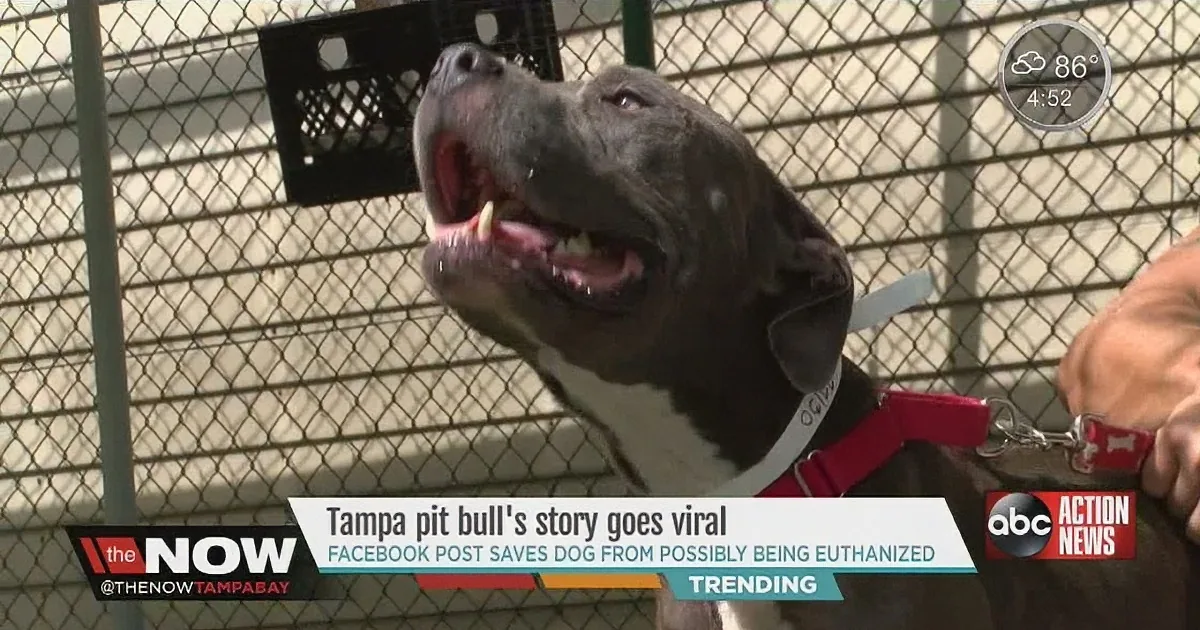 A Tampa pit bull with a red collar is shown, seemingly happy, with a Facebook post saving it from euthanasia.