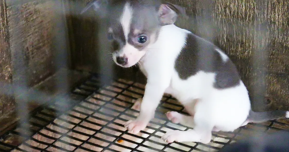 A small black and white puppy stands on a metal grate inside a cage.
