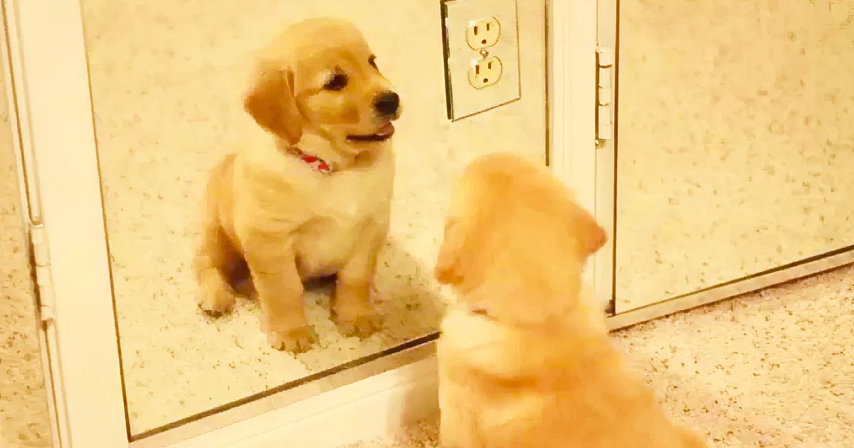 Little Golden Retriever Puppy Walks up to a Mirror. but Watch His Paws at 0:52, Too Cute!