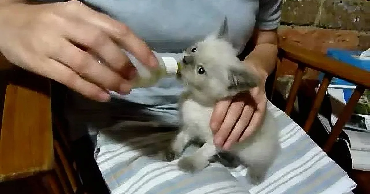 A person holds a small, fluffy white rabbit while feeding it with a bottle.