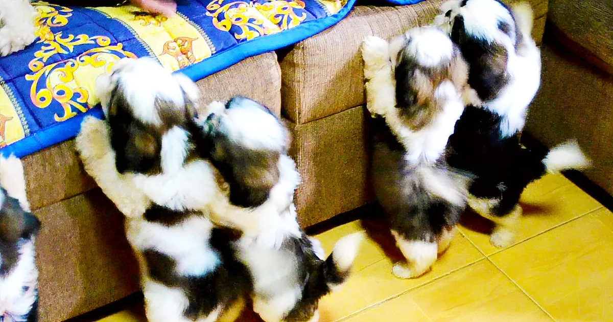 Several Shih Tzu puppies with black and white fur are standing on a tiled floor near a couch with a colorful blanket.