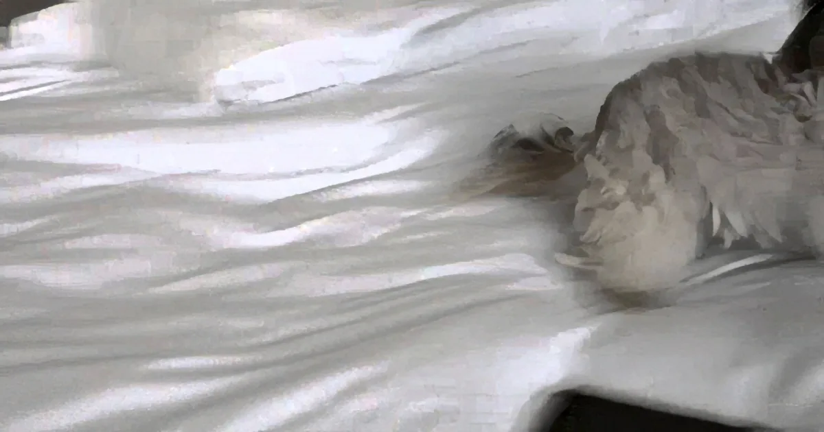 A blurry cat is lying on a white, wrinkled surface, possibly a bed.