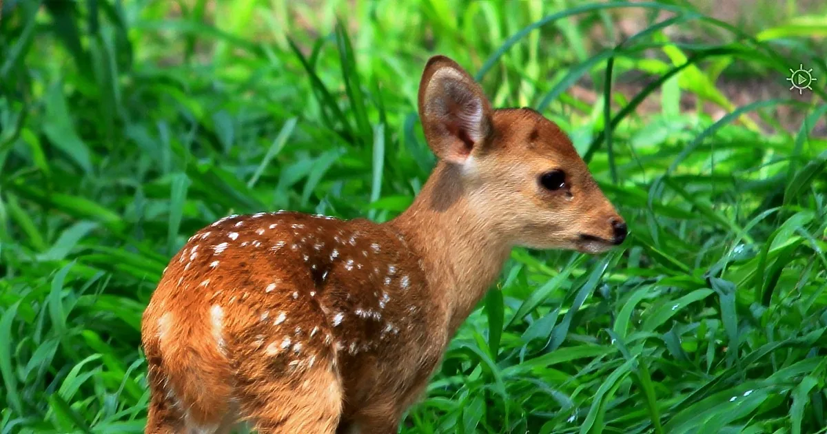 Abandoned by Mama, Baby Deer Risks Everything to Be Loved