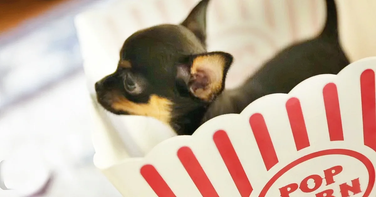 You Won''t Believe What Came out of This Popcorn Box