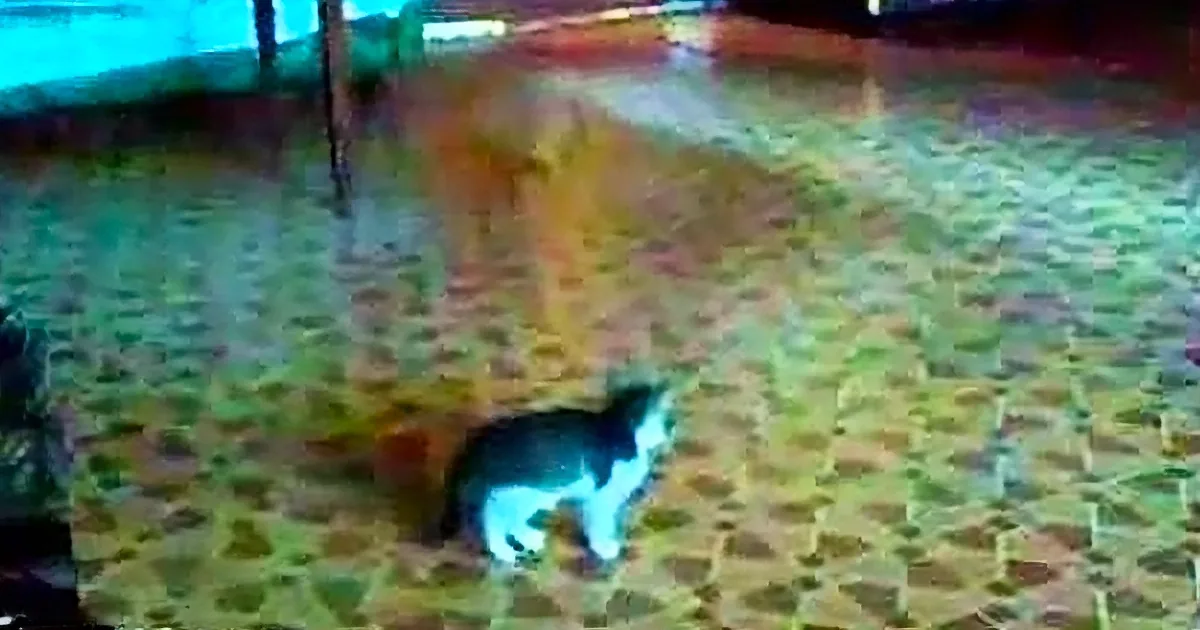 As Ominous Music Plays, This Tiny Kitten Fends off Something Terrifying