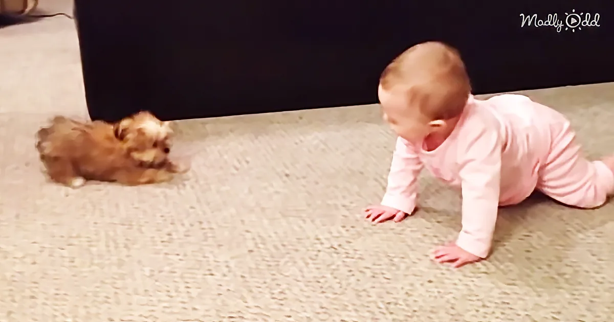 A baby in pink crawls on carpet, facing a small brown puppy.