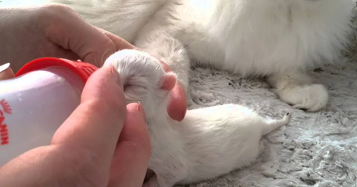 5-Day Old Newborn Kitten Enjoying Her Bottle... Too Precious for Words!