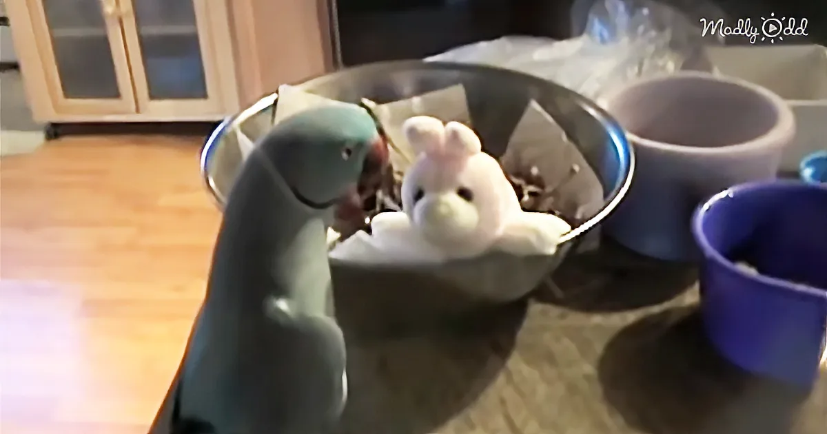 This Gorgeous Parrot Gets a New Stuffed Bunny and You Will Love What He Says to His Parents