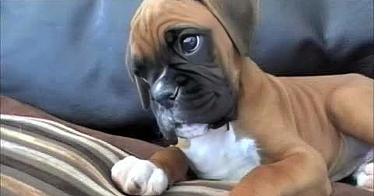 A curious Boxer puppy with a towel on its head is lying on a striped blanket, looking at the camera.