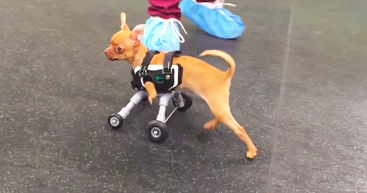 Neglected Puppy Born Without Legs Gets Her Own Wheels. Her Reaction? I Can''t Stop Crying!