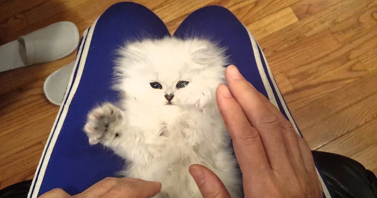 A fluffy white kitten sits on someone's lap, being petted by a hand.