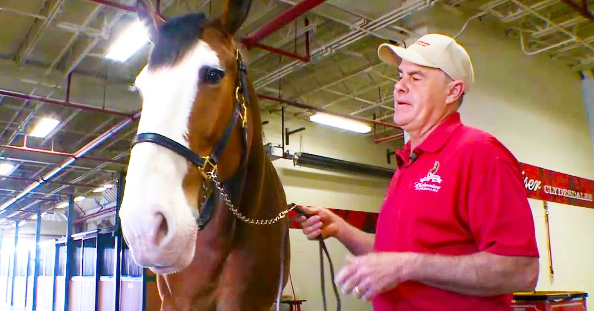 These Baby Clydesdales Are so Cute and Fun to Watch. but Will They Make the Budweiser Cut?