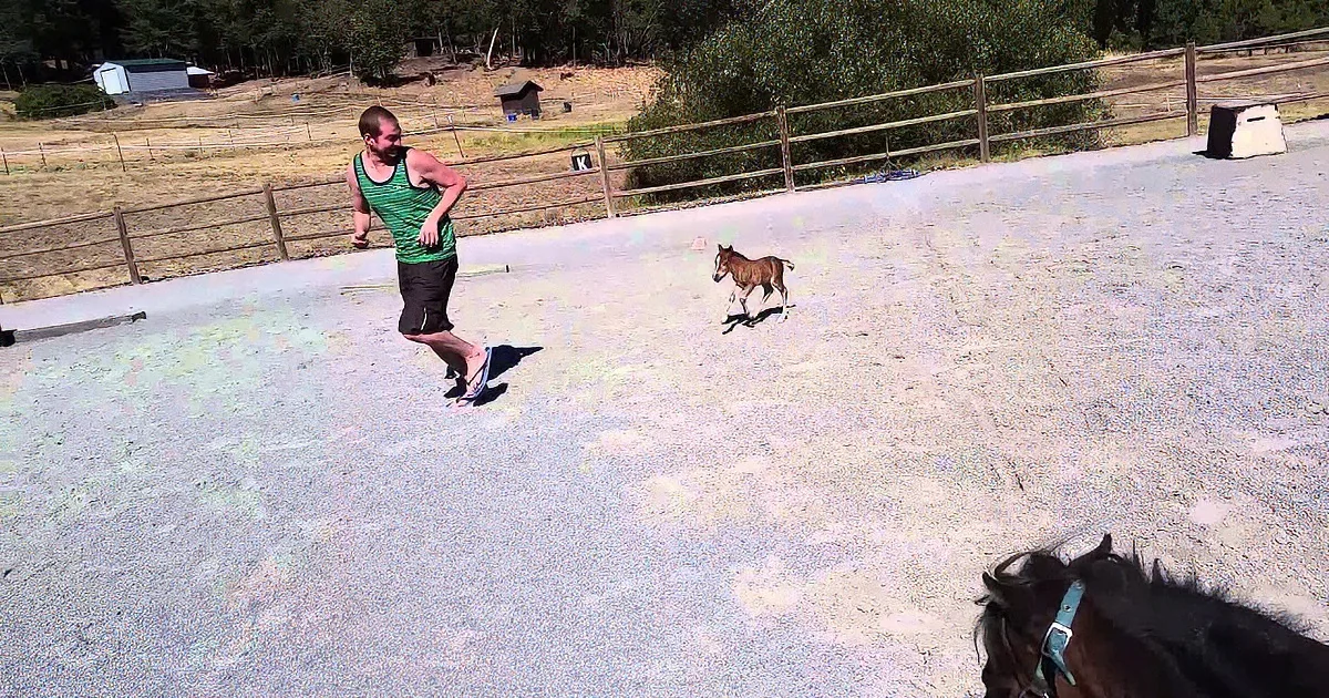 A man in a green tank top runs alongside a small horse in a fenced paddock.