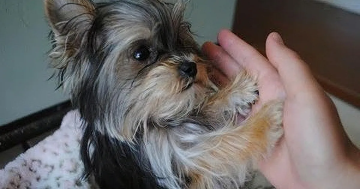 A small, fluffy dog with a wet coat is being petted by a person's hand.