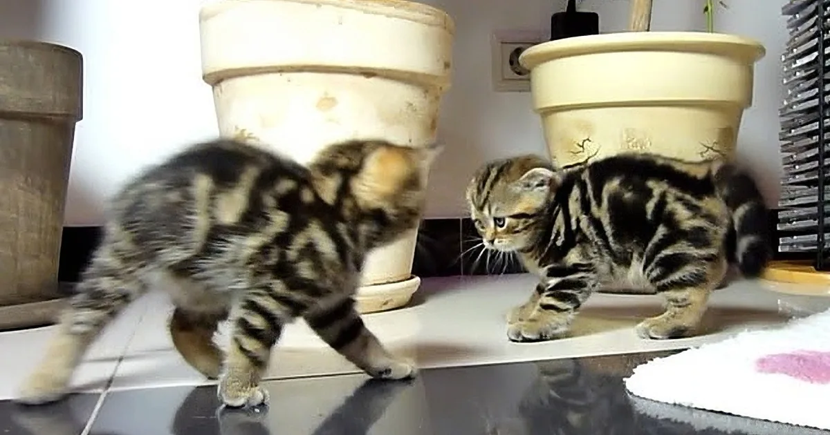 These Gorgeous Kittens Do What Kittens Do Best: Sneak Attacks!