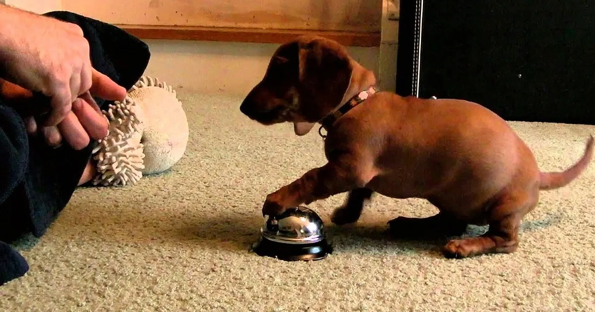 The Way This Precious Puppy Politely Asks for a Treat Is the Cutest Thing Ever!