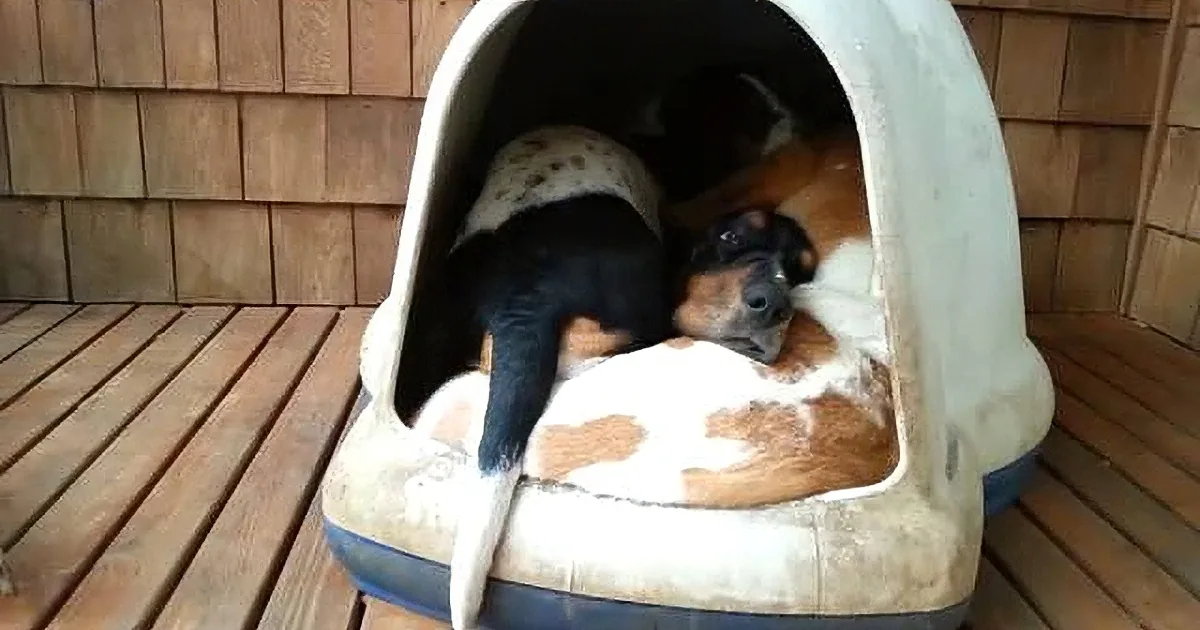 A black and white dog is curled up inside a white, cushioned dog bed on a wooden deck.