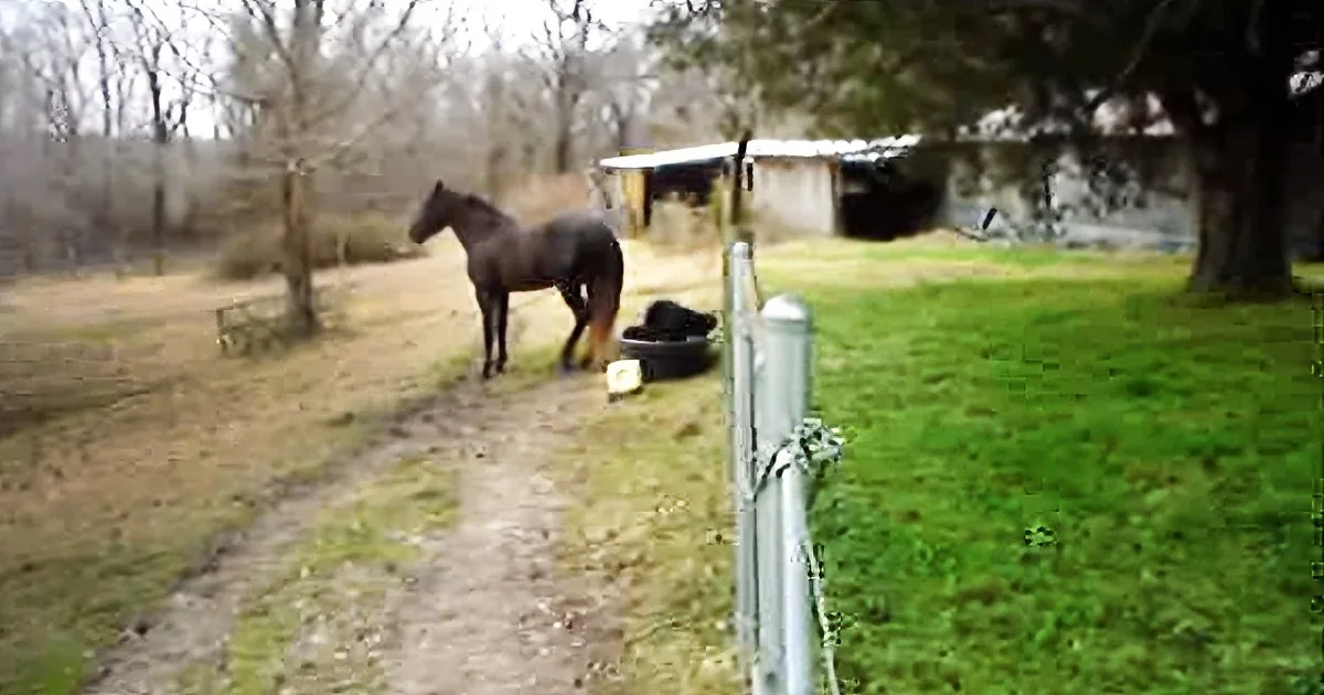 Dad Spots His Big Horse Acting Strange. He Never Could Have Imagined Who He Was Talking With!
