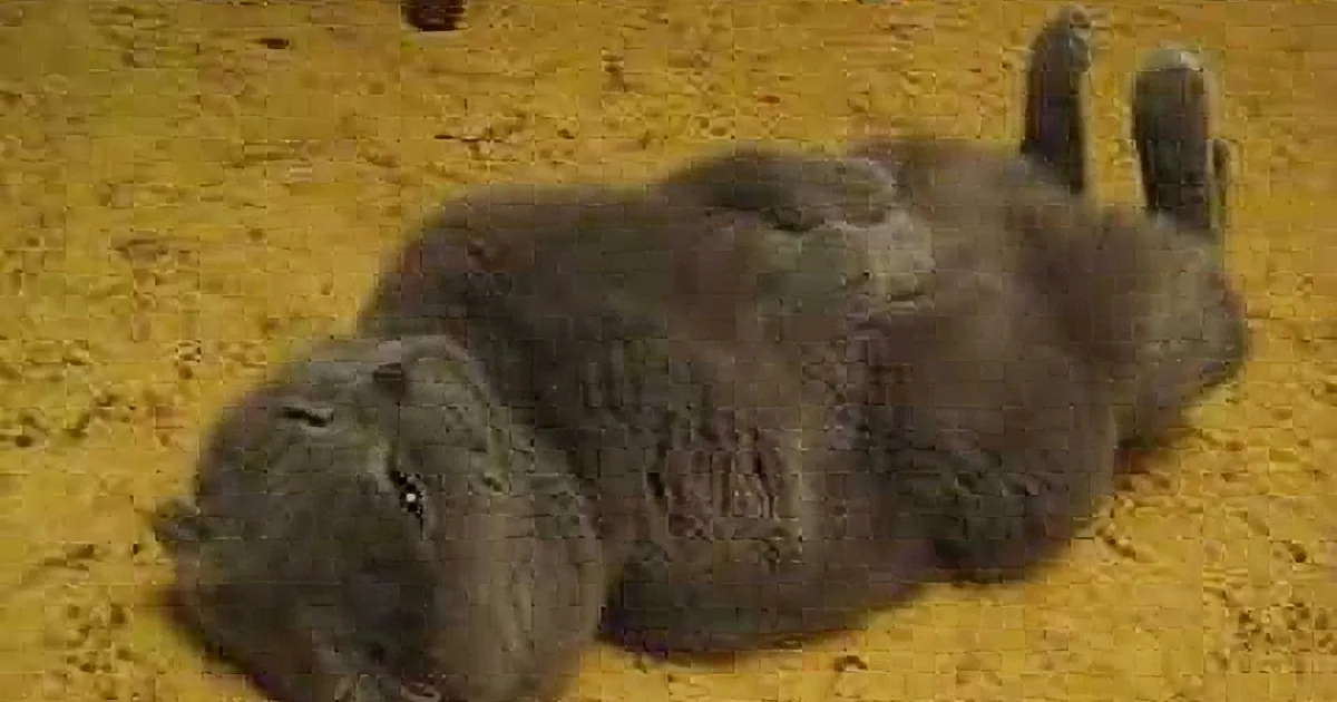 This Cat Surely Was a Human in Another Life, Just Watch Him Sleep!
