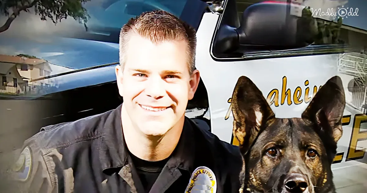 This Police Dog Was Shot on Duty While Protecting His Partner. Don''t Miss the Story of His Recovery