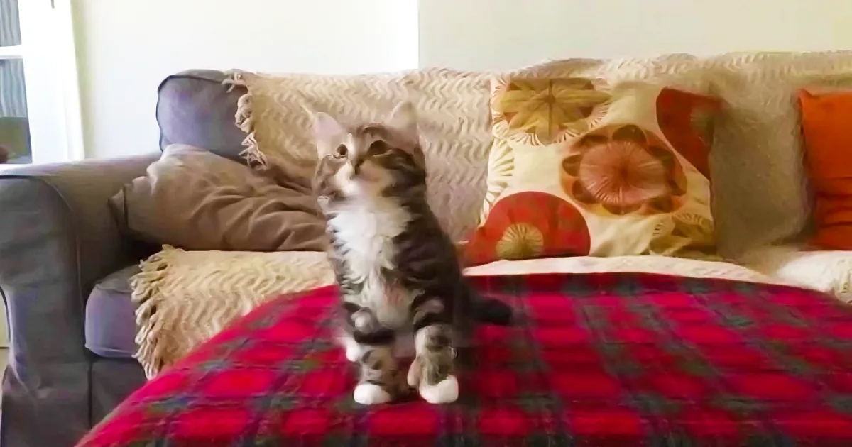 This Cat Hears Her Favorite Song Playing. What She Does Afterwards? Amazing!