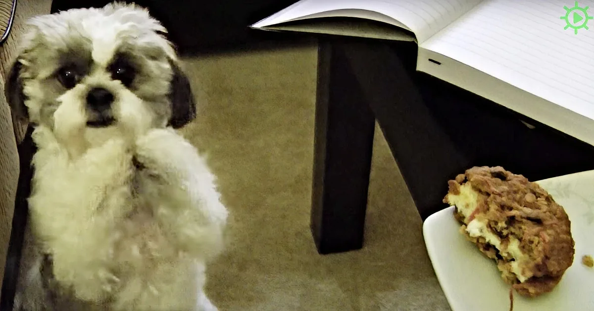 Skippy the Shih Tzu Does This Adorable Trick to Get a Treat. He Melts My Heart!