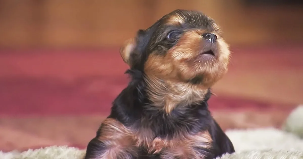 A small, fluffy puppy with a black and brown coat stands on a wooden floor, looking slightly to the side.