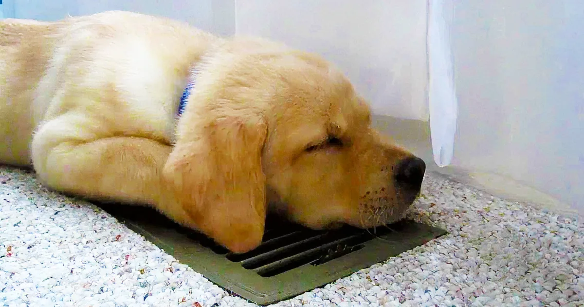 A golden retriever puppy is peacefully sleeping on a carpeted floor, its head resting on a vent.