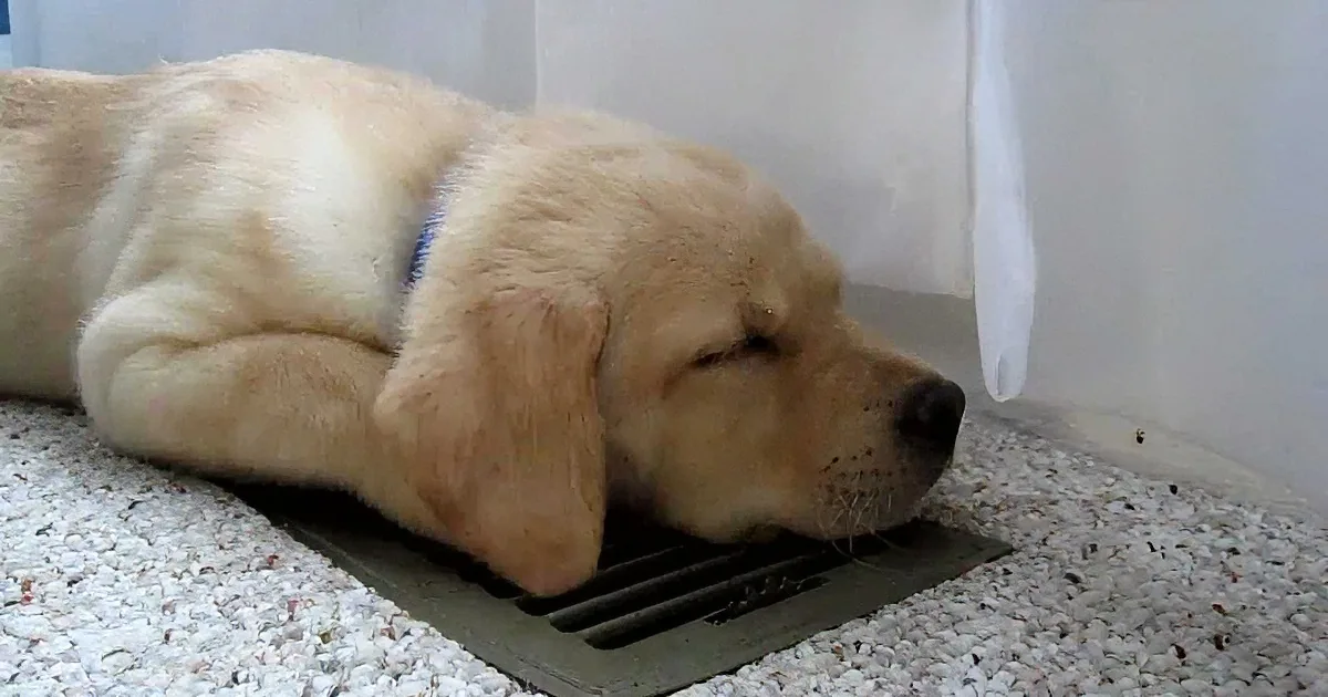 Dog Falls Asleep on the Floor. Seconds Later, I Can''t Stop Laughing!