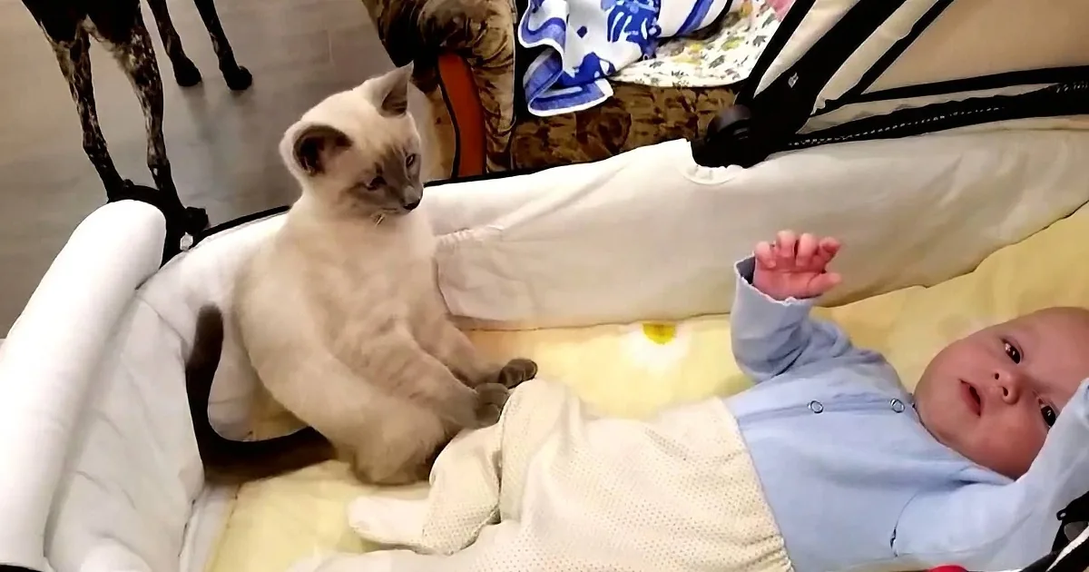 A baby in a stroller reaches out to touch a Siamese kitten sitting nearby.