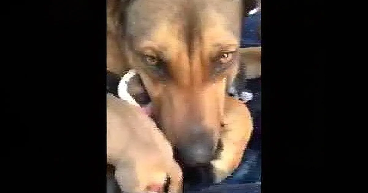 A close-up of a dog being held, with its face partially obscured by a hand.