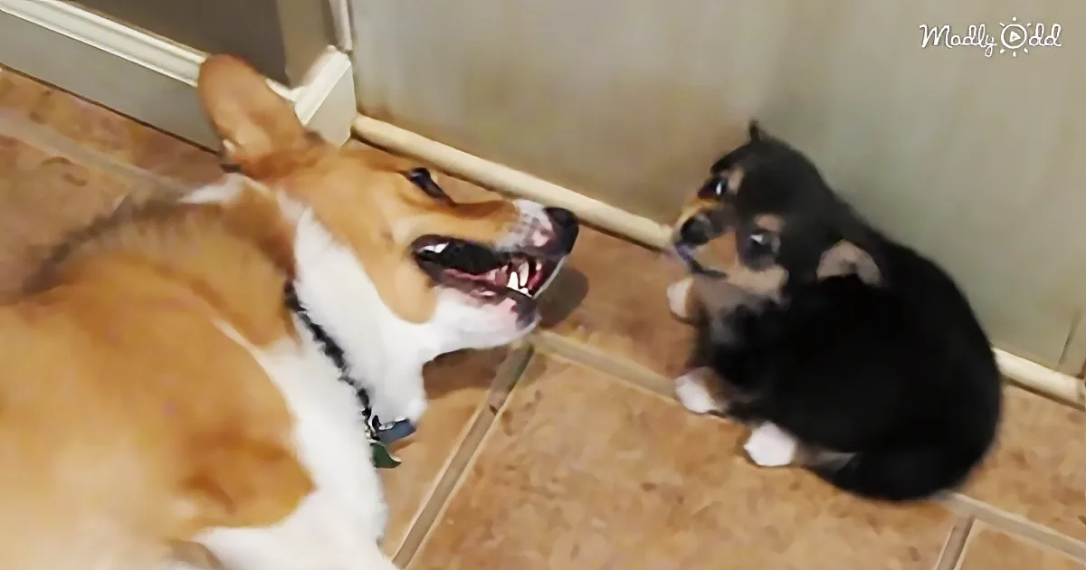 This Tiny Little Puppy Has Developed Some Very Underhanded Tricks to Win Her Argument